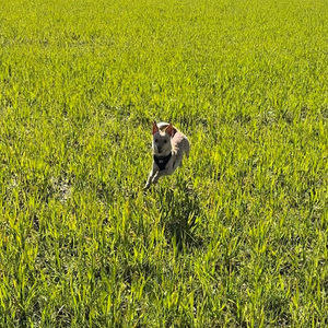 Meet your Posher, Sheccid zarco